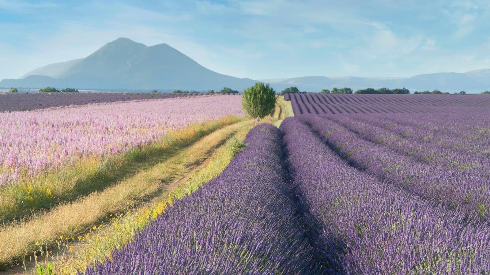 Champ de lavande en Provence, montagne à l'horizon